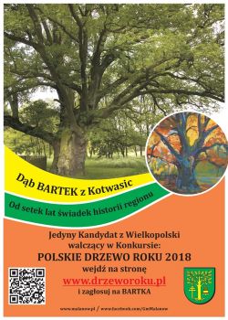 Głosujemy na Drzewo Roku i Bartka z Kotwasic